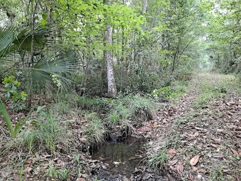 9550 NW 230 Street E Micanopy FL 32667