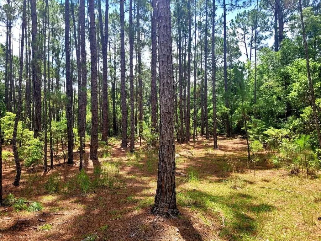Tbd Tropical Drive Eustis FL 32726