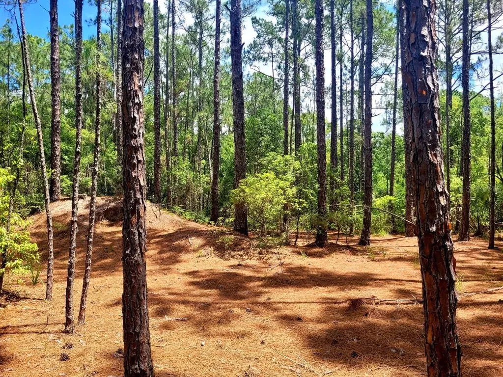Tbd Tropical Drive Eustis FL 32726