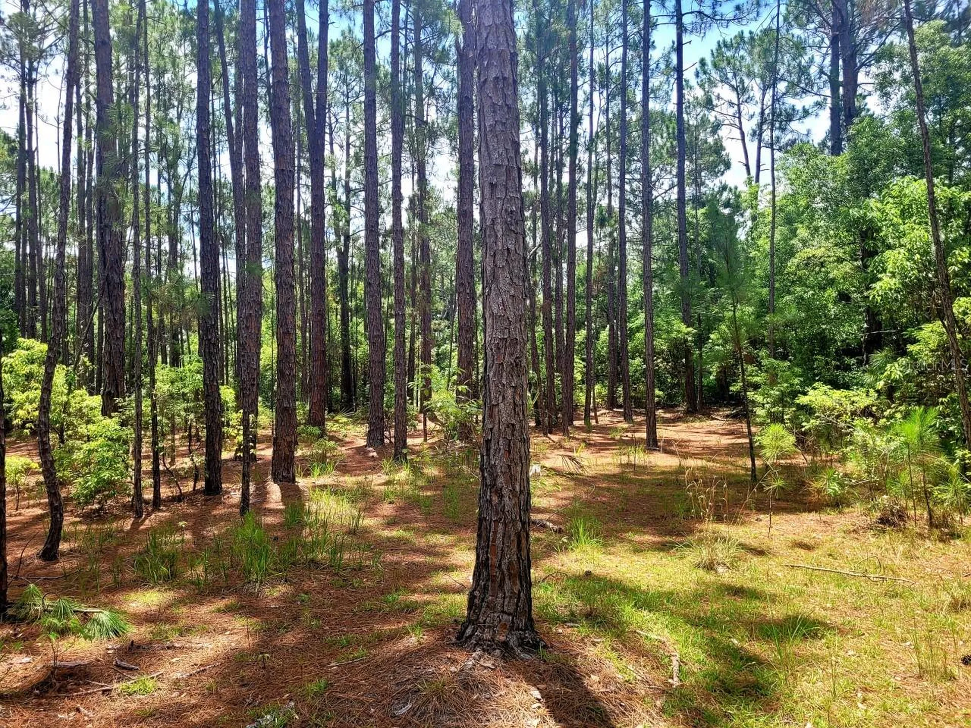 Tbd Tropical Drive Eustis FL 32726