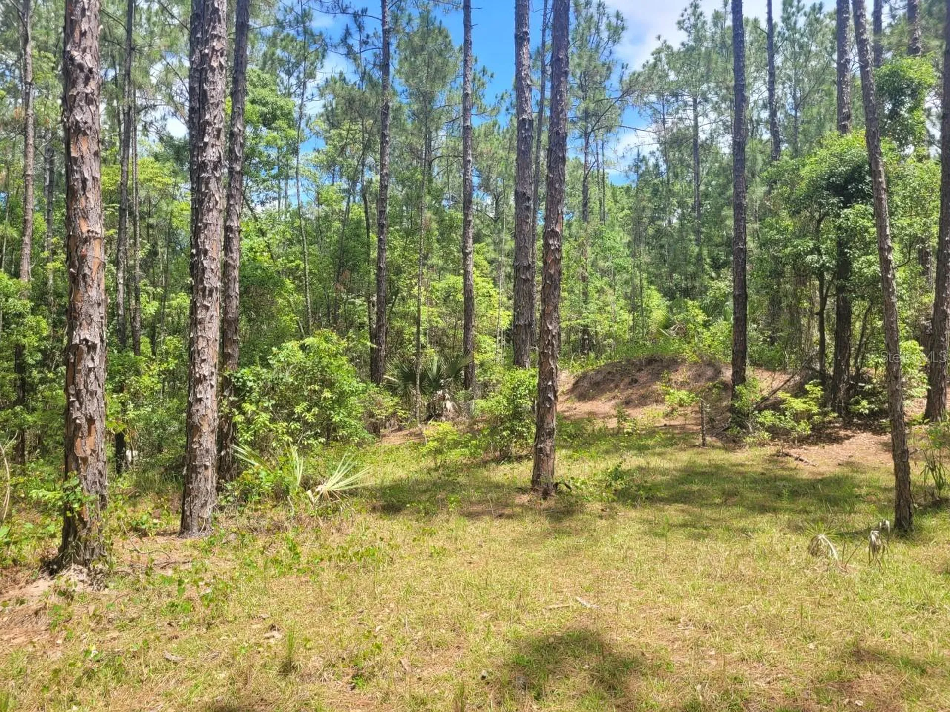 Tbd Tropical Drive Eustis FL 32726