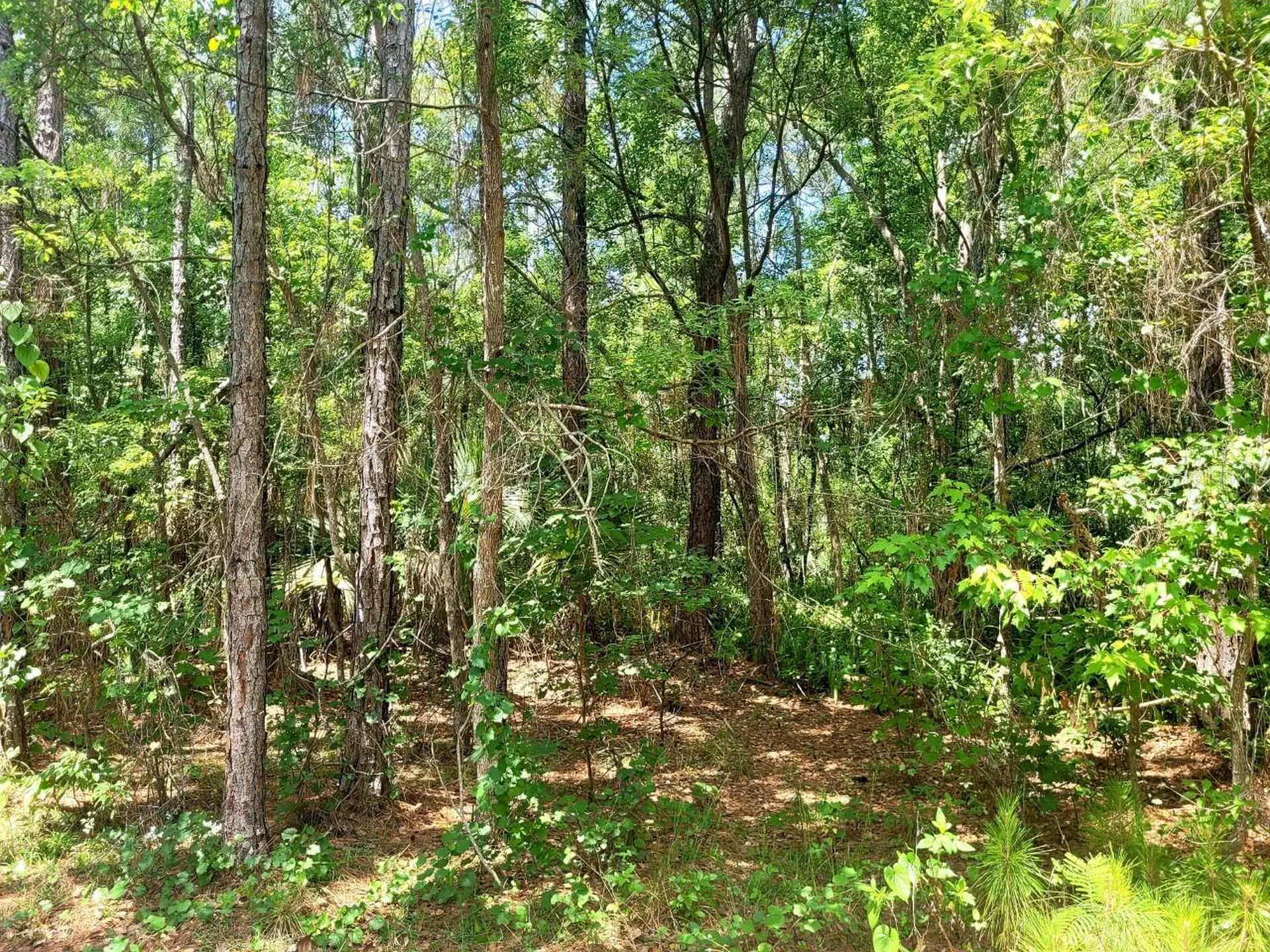 Tbd Tropical Drive Eustis FL 32726