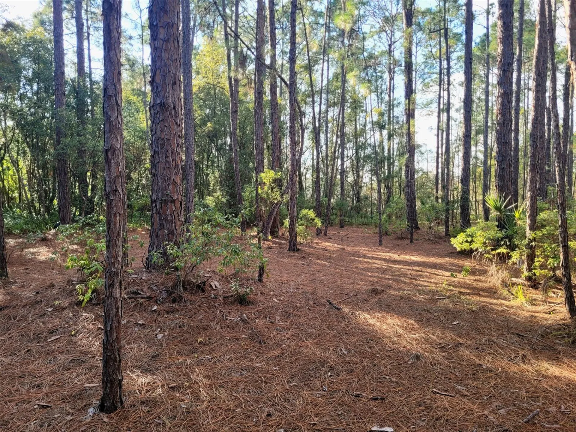 Tbd Tropical Drive Eustis FL 32726