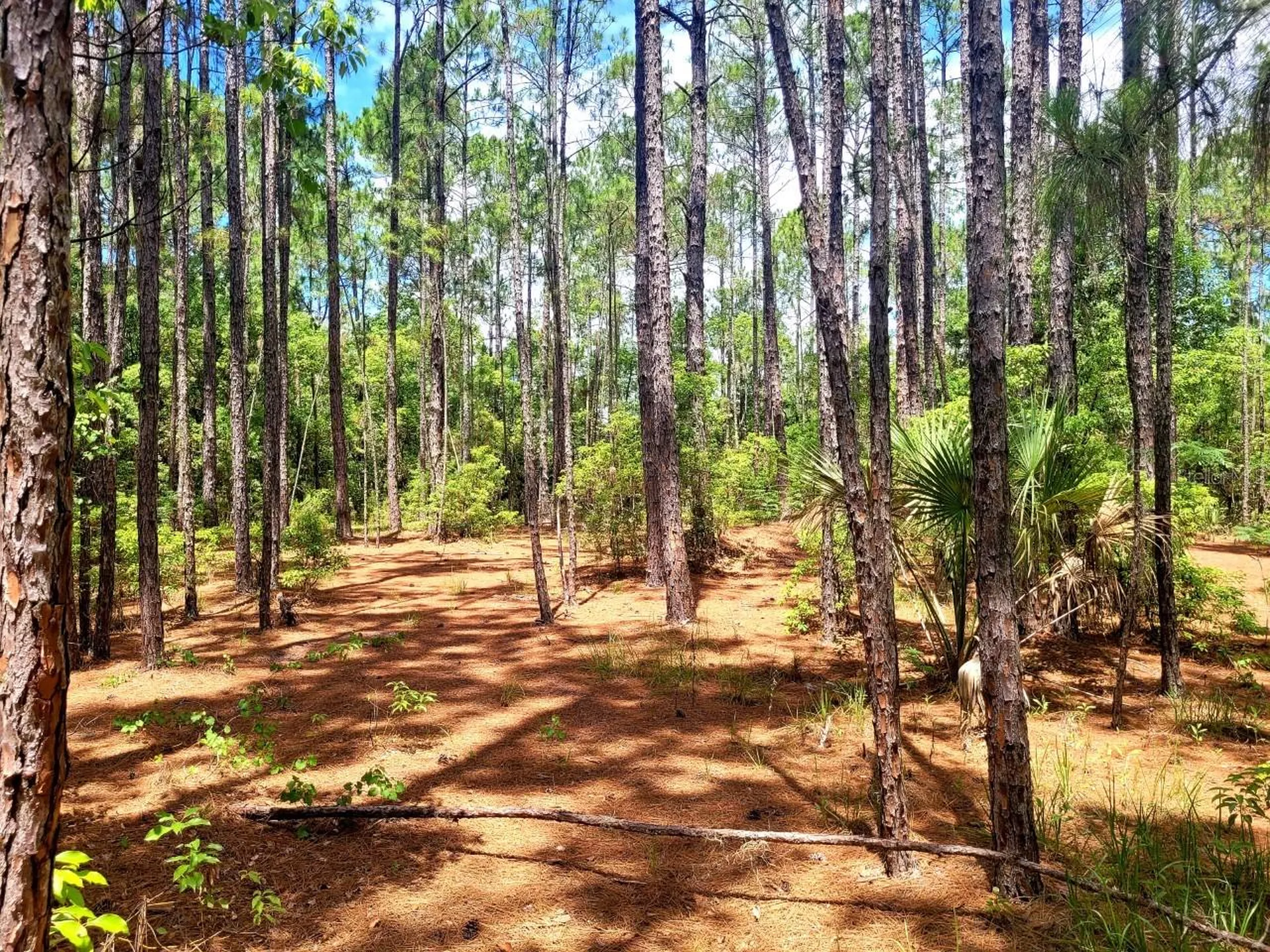 Tbd Tropical Drive Eustis FL 32726