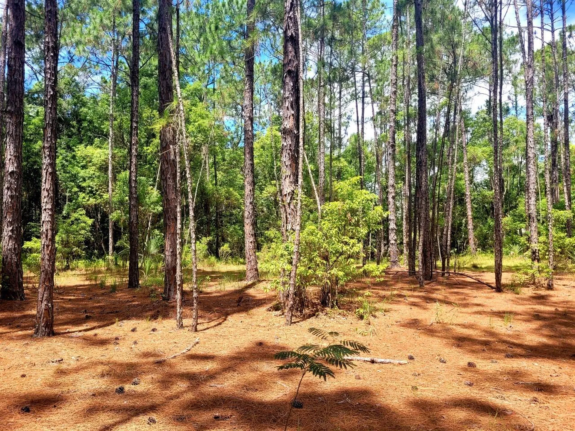 Tbd Tropical Drive Eustis FL 32726
