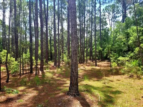 Tbd Tropical Drive Eustis FL 32726