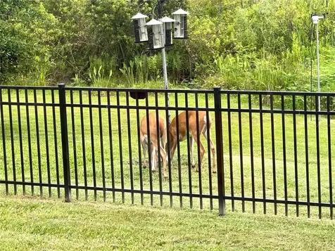 21218 Quiet Haven Court Land O Lakes FL 34637