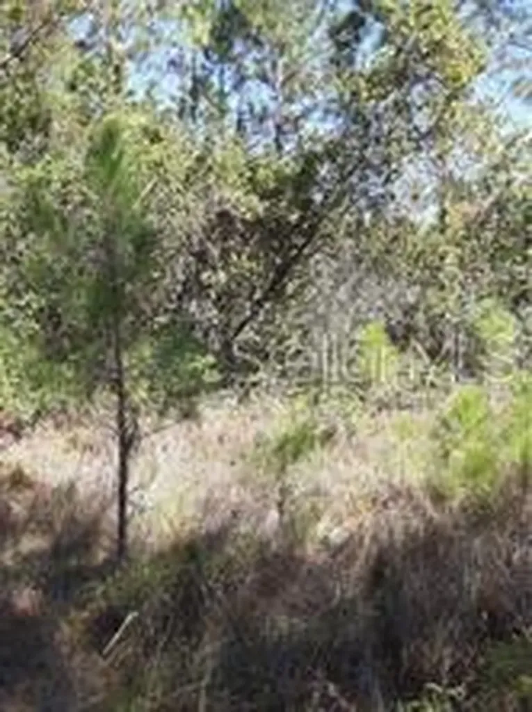 Salyers Road Clermont FL 34714