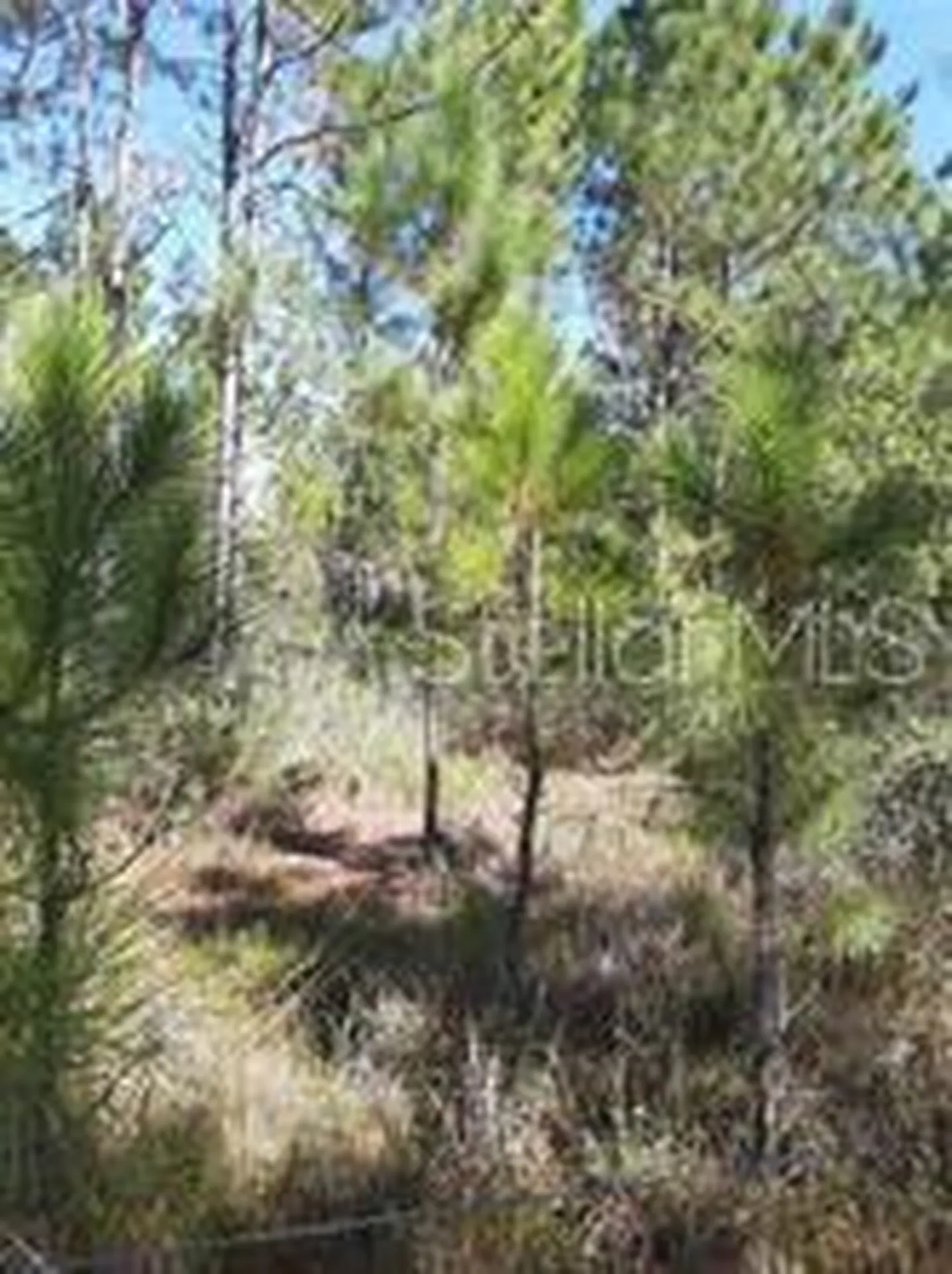 Salyers Road Clermont FL 34714