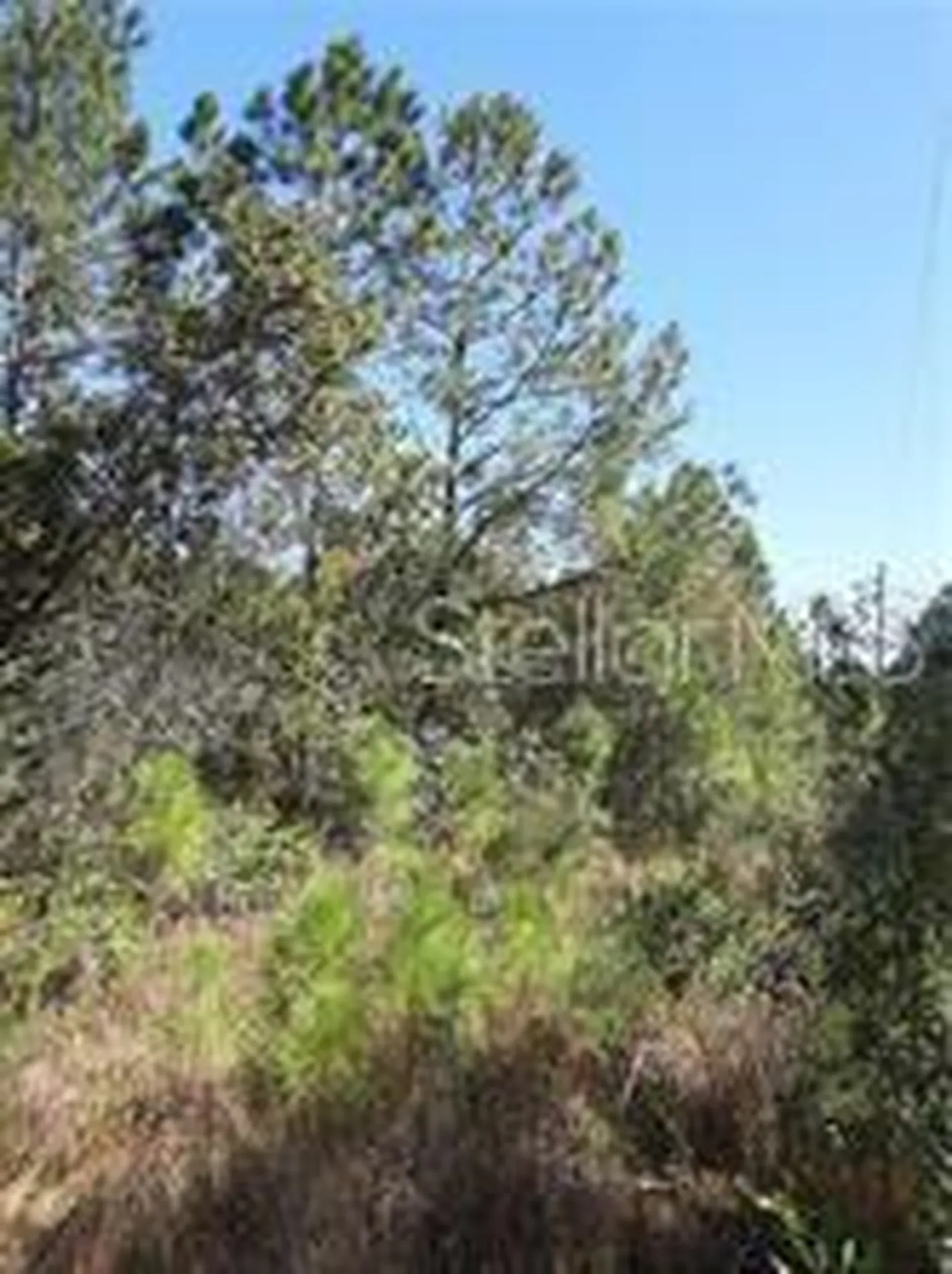 Salyers Road Clermont FL 34714
