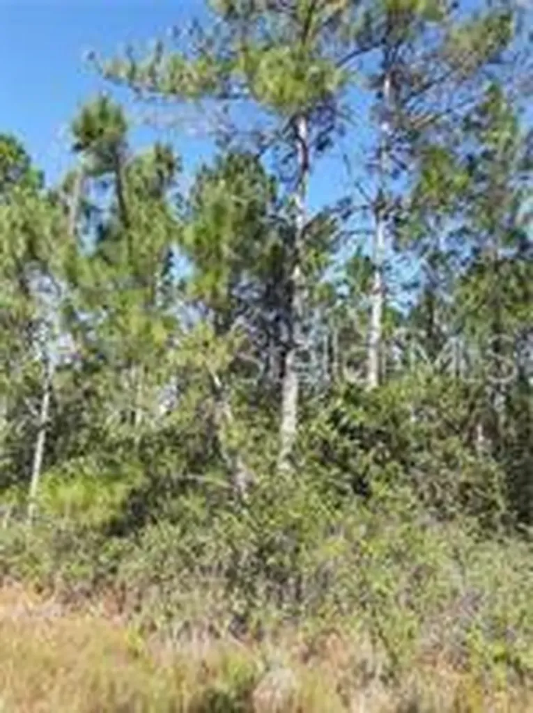 Salyers Road Clermont FL 34714