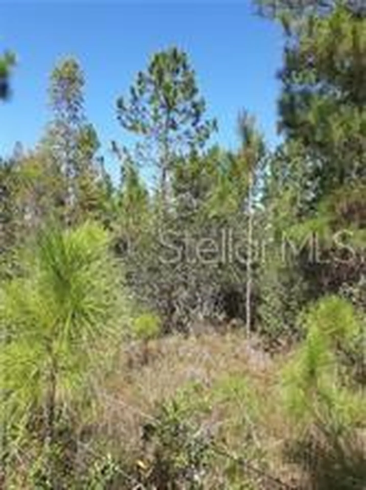 Salyers Road Clermont FL 34714