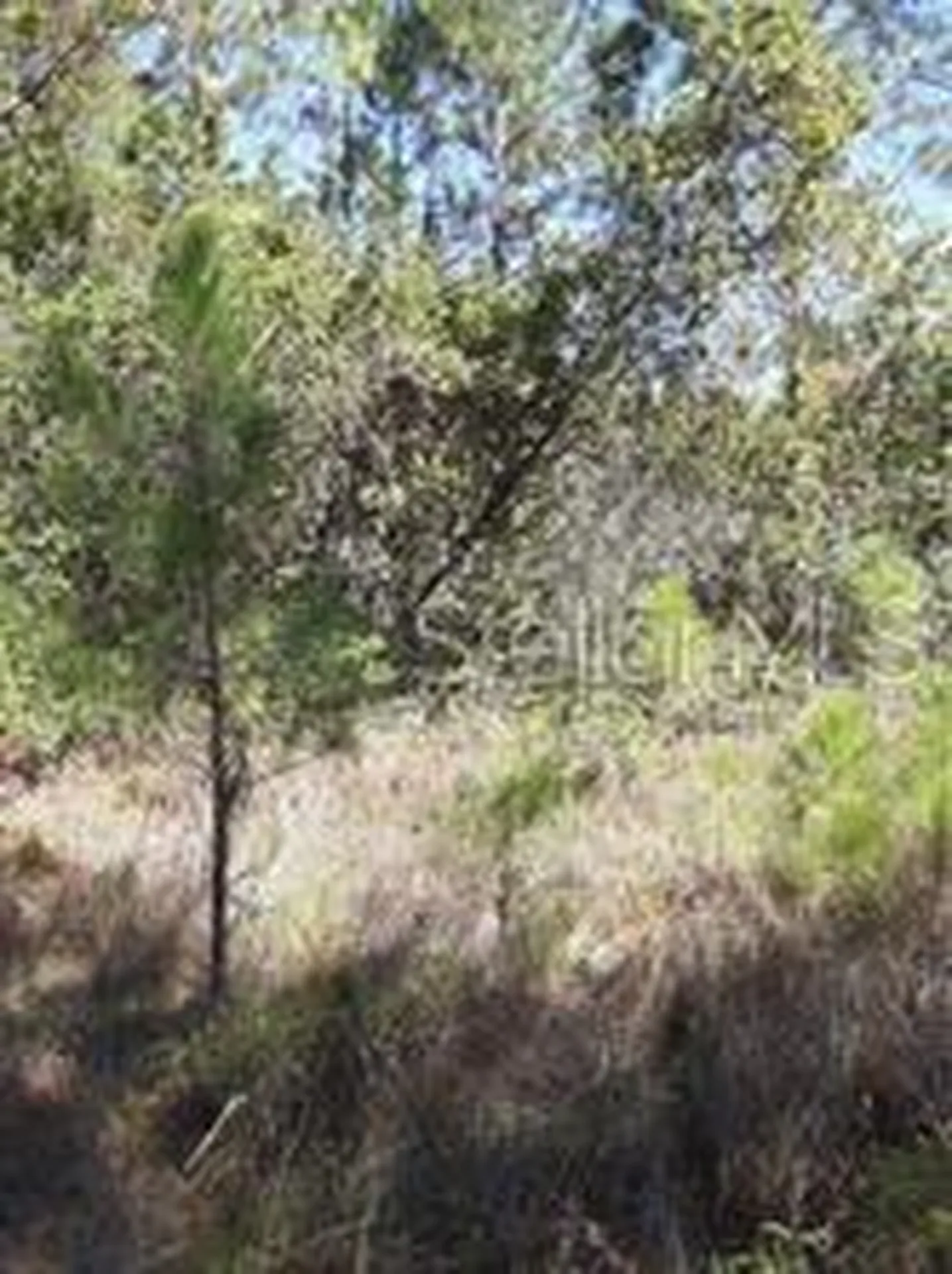 Salyers Road Clermont FL 34714