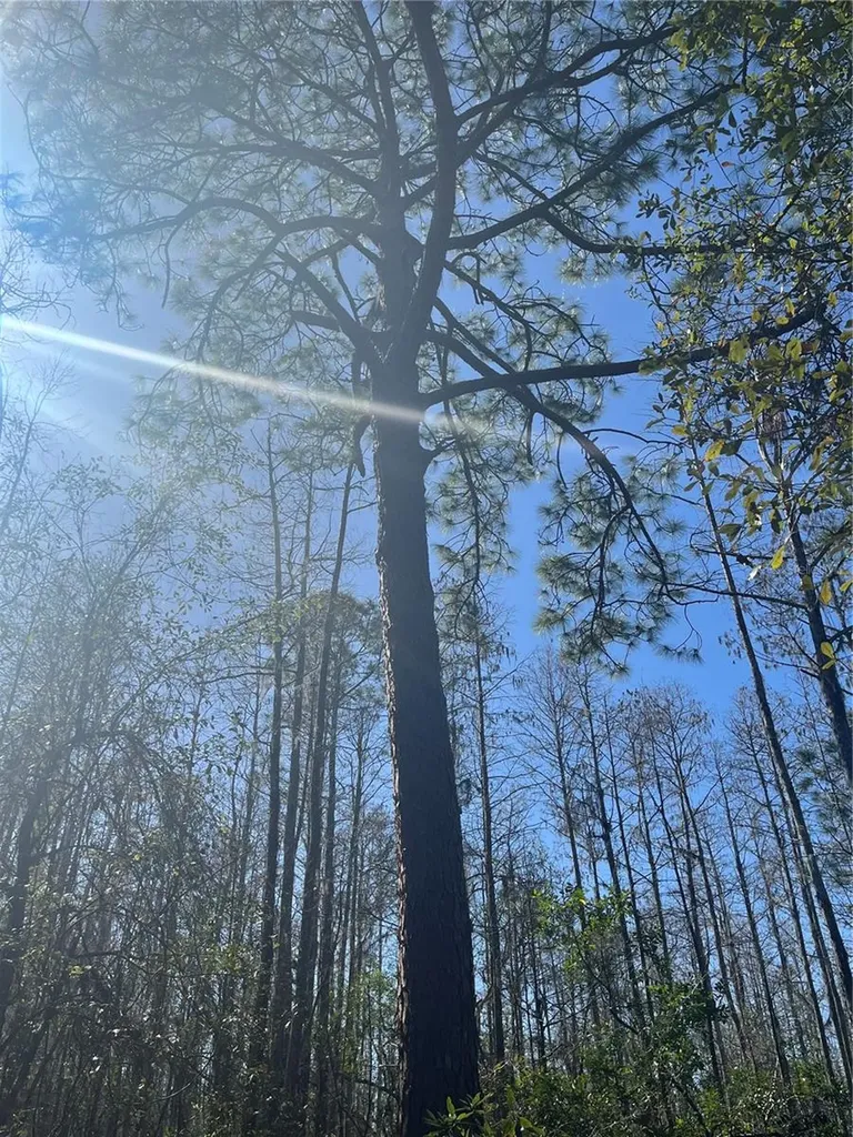 Mount Pleasant Road Groveland FL 34736