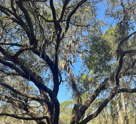 Mount Pleasant Road Groveland FL 34736