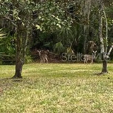4965 Edgewater Lane Oldsmar FL 34677