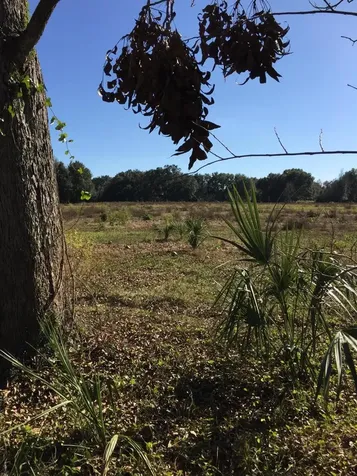 7237 NE 33rd Court Anthony FL 32617