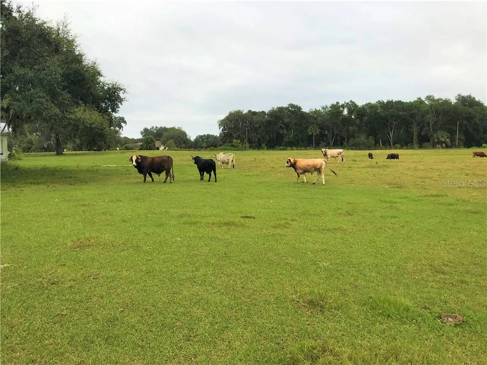 1401 State Road 44 Leesburg FL 34748