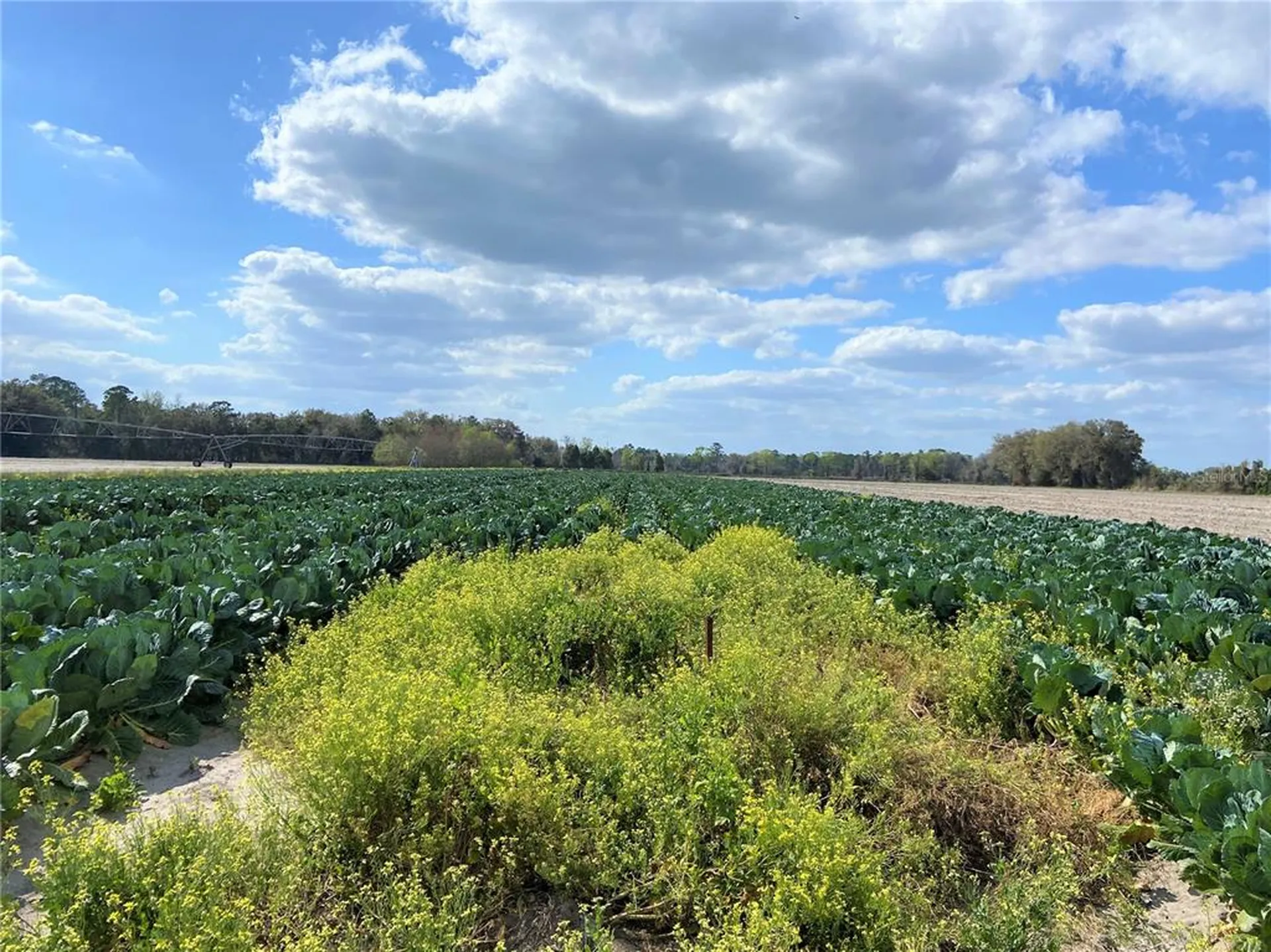 24103 NW County Road 239 Alachua FL 32615