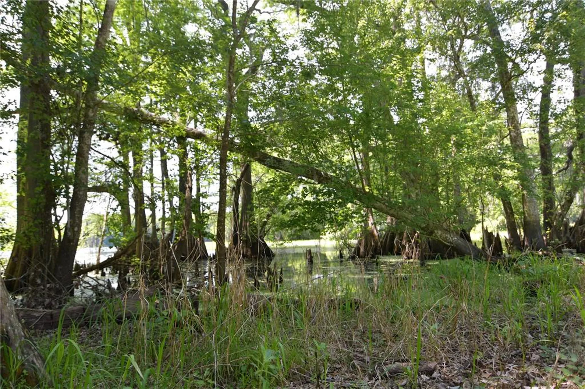 SW 64th Avenue Bushnell FL 33513
