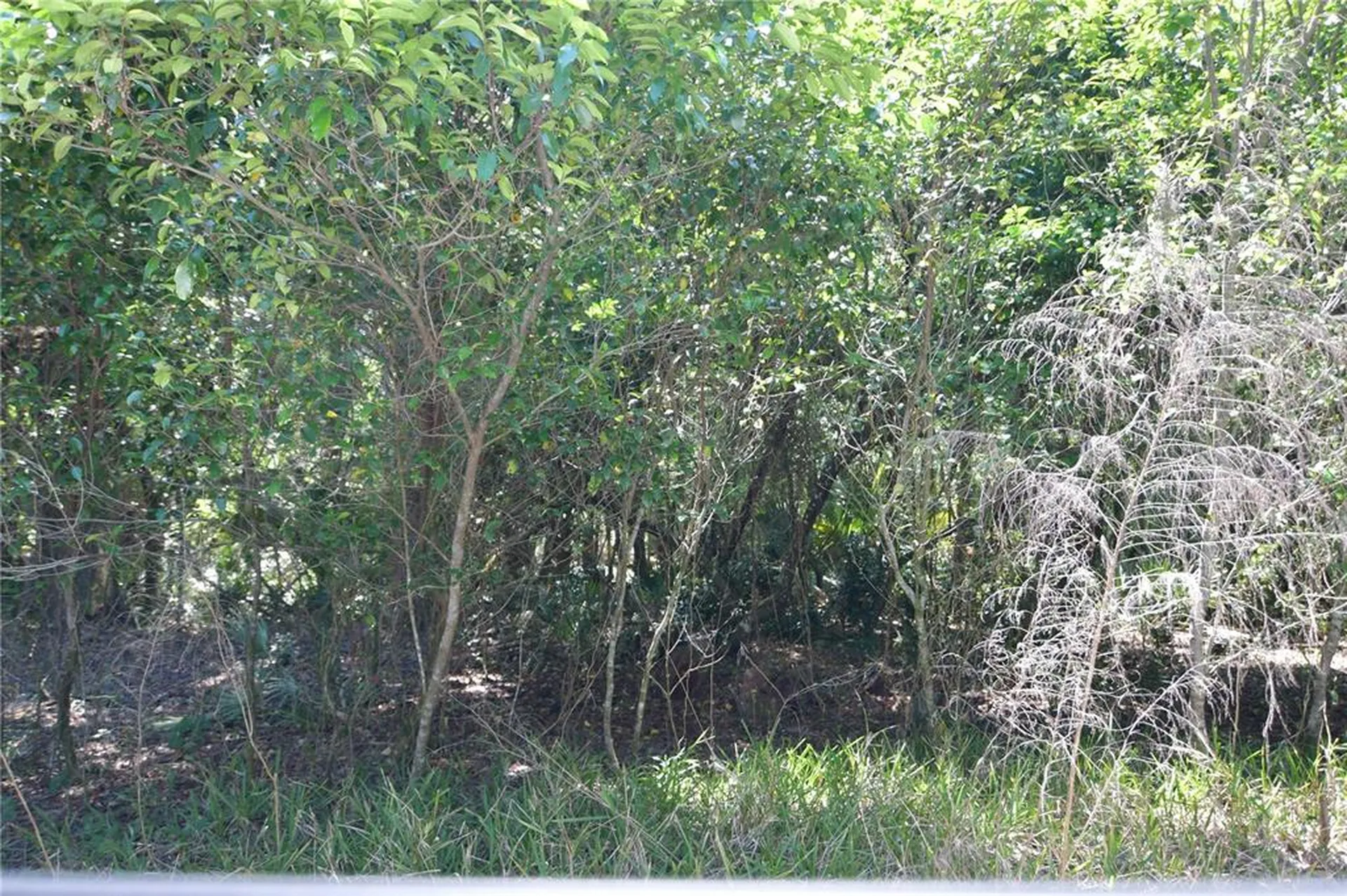 SW 64th Avenue Bushnell FL 33513