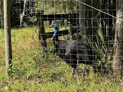 19350 NW 123rd Court Micanopy FL 32667