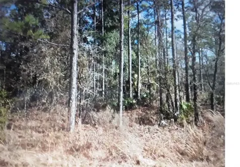 13542 Downy Woodpecker Road Weeki Wachee FL 34614