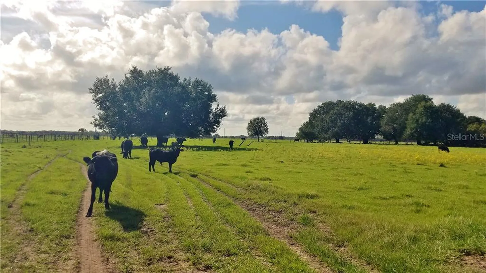 Litchfield Loop Winter Haven FL 33884