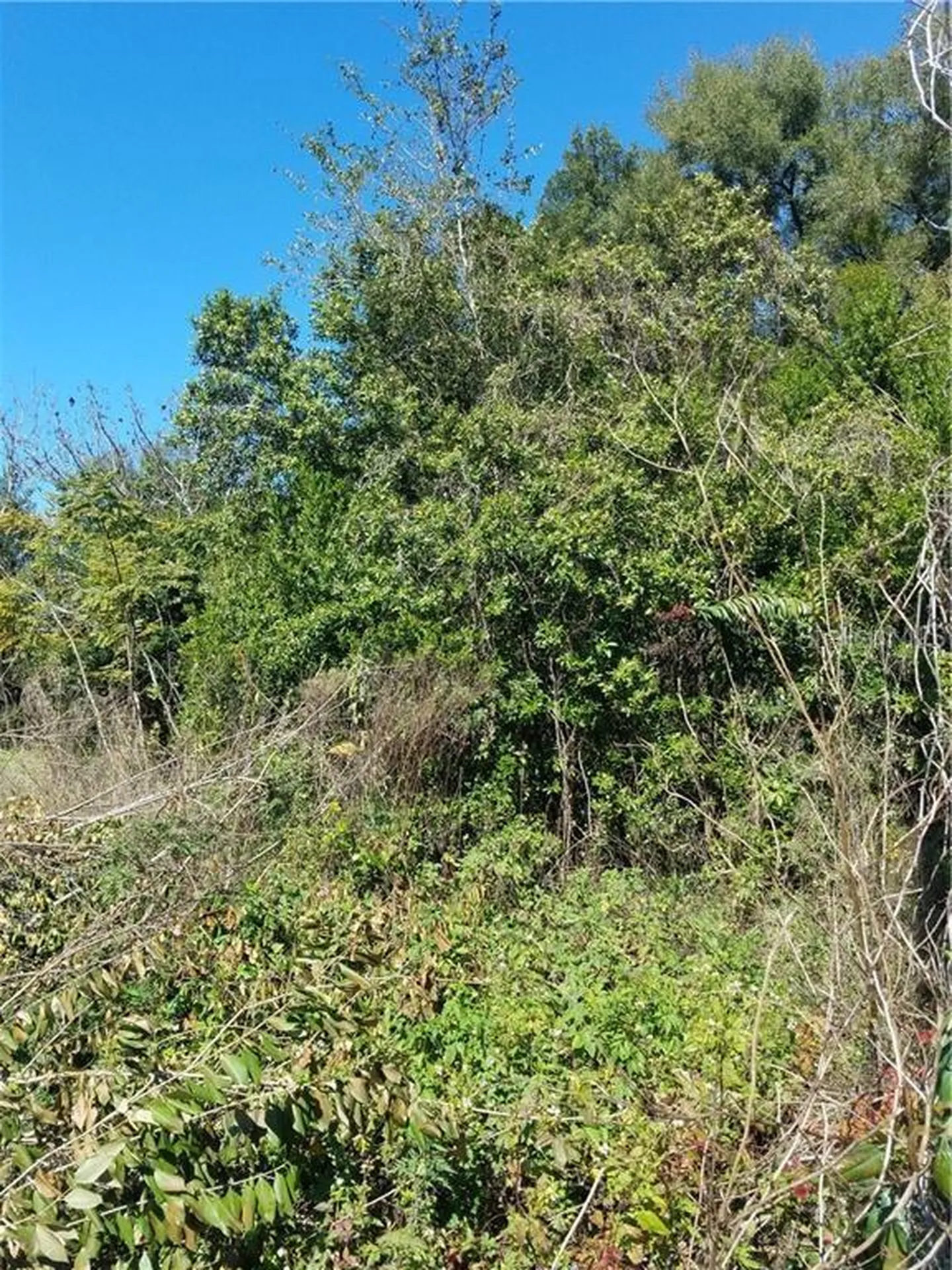5 Lenox Court Deland FL 32720