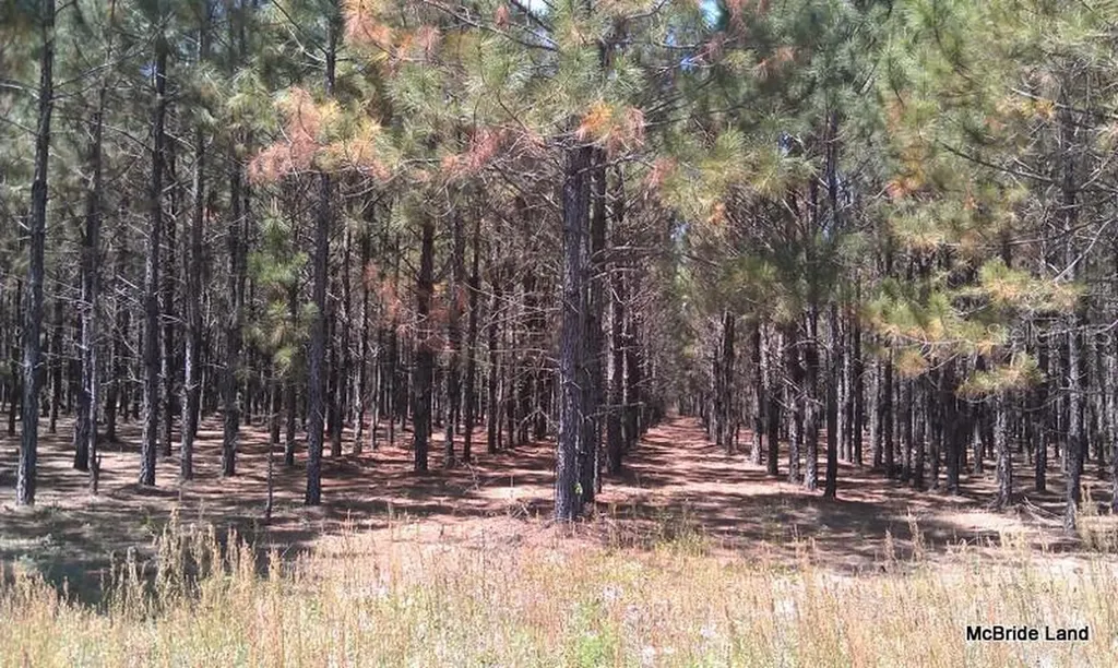 17001 SW Highway 484 Dunnellon FL 34432