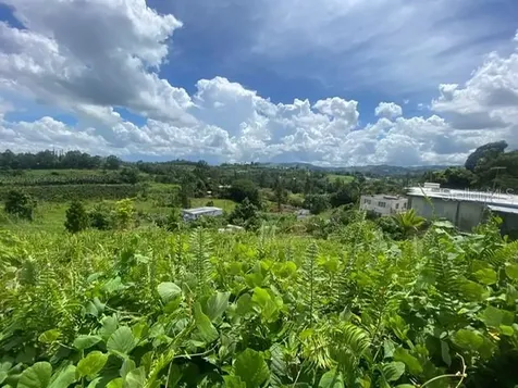 Carr 152 Barranquitas PR 00794
