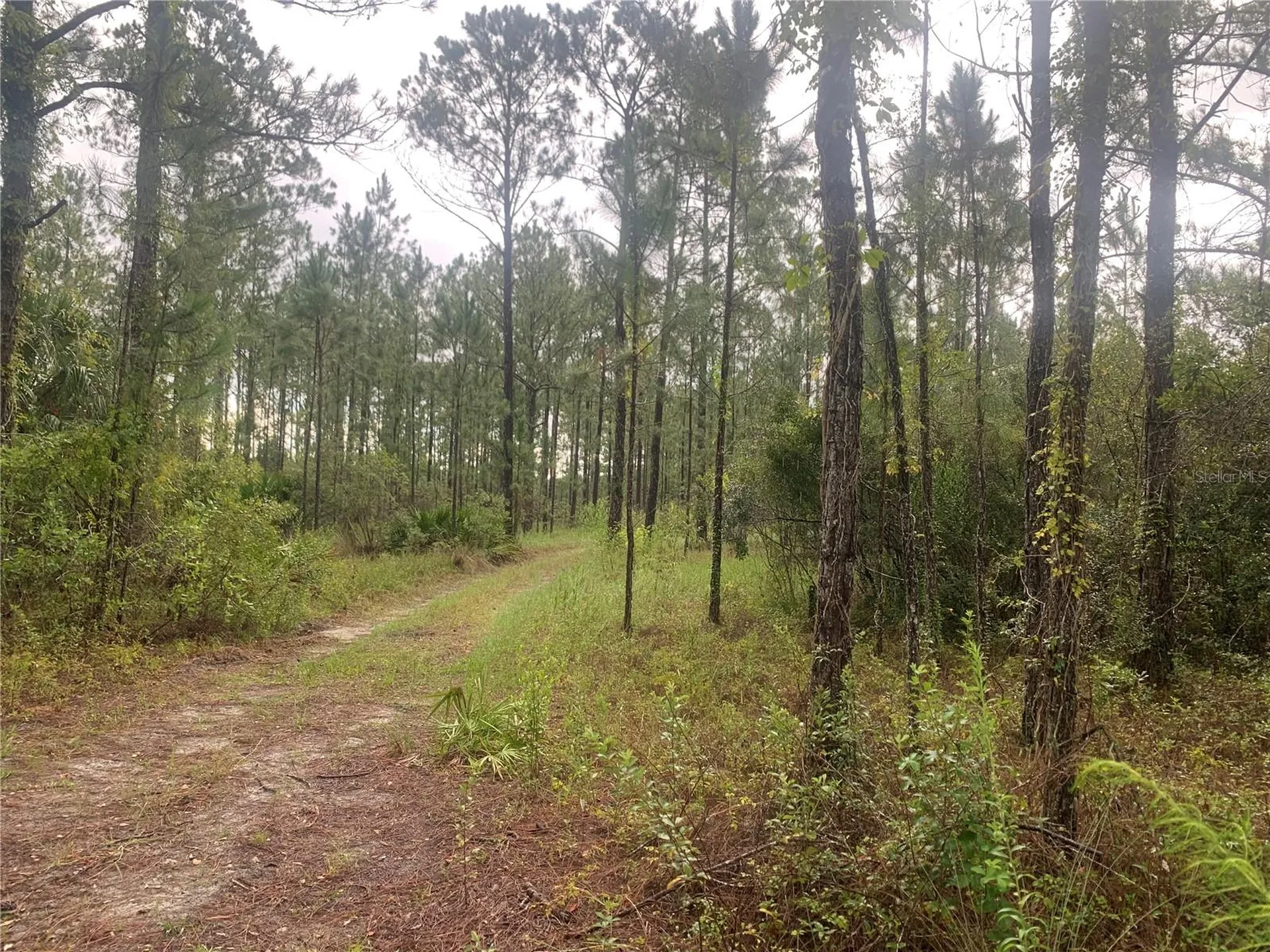 Tbd Otter Drive Webster FL 33597
