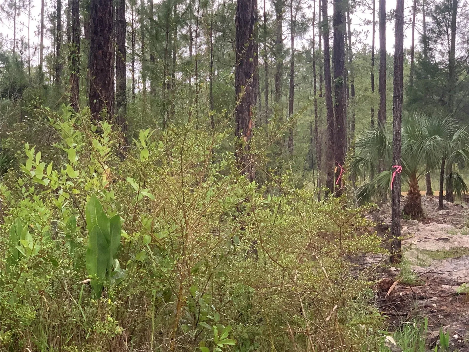 Tbd Otter Drive Webster FL 33597
