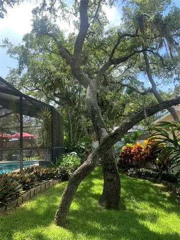1422 Mallard Place Palm Harbor FL 34683