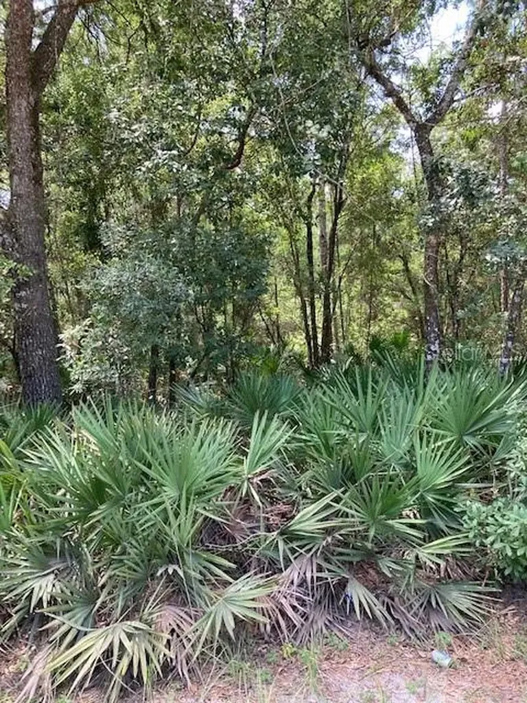 15820 Wilson Parrish Road Umatilla FL 32784