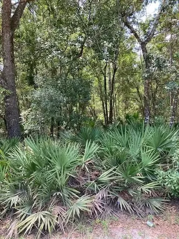15820 Wilson Parrish Road Umatilla FL 32784