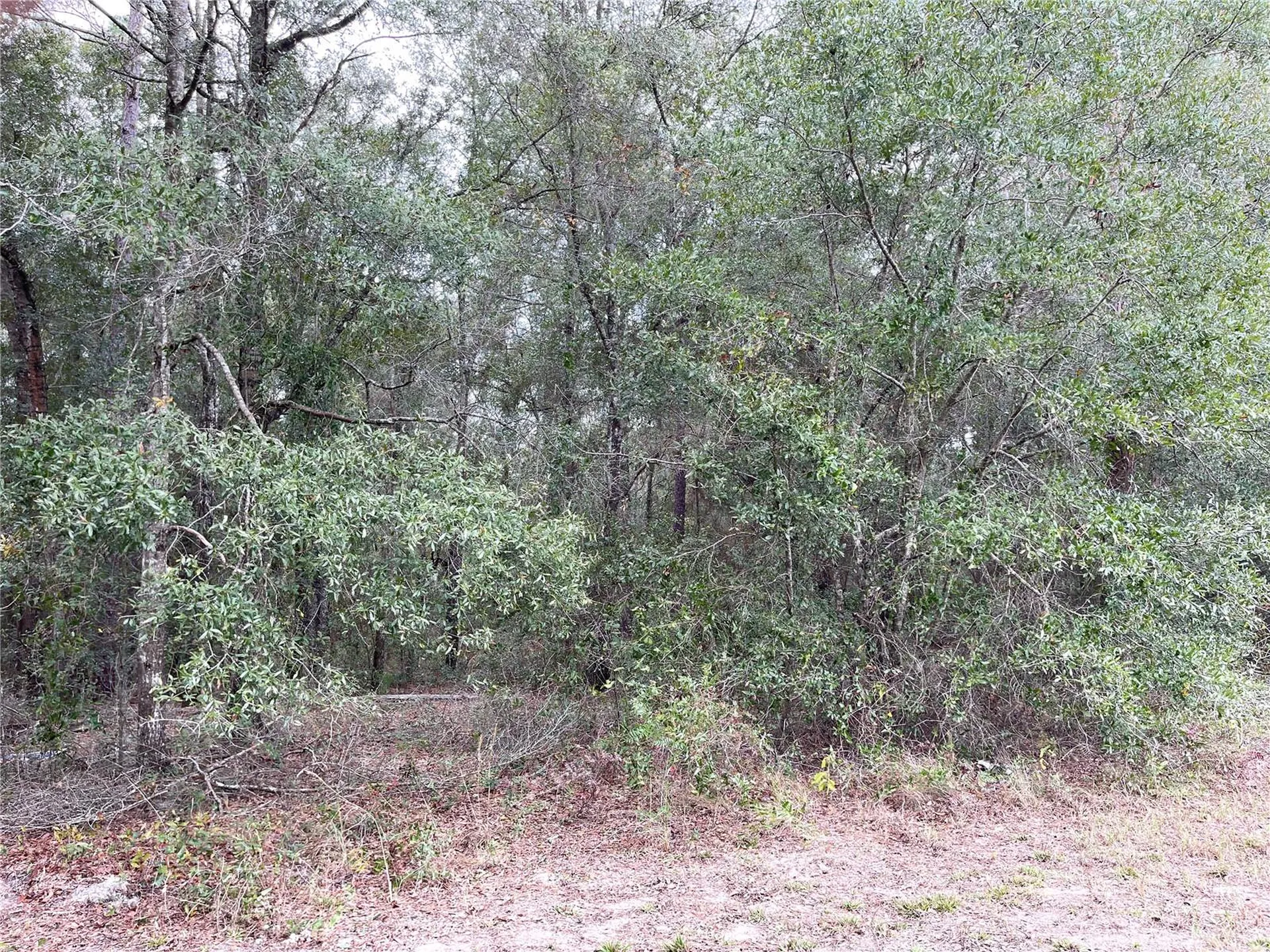 00 NE 108th Court Bronson FL 32621