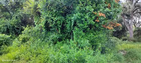 1980 S Tsala Terrace Inverness FL 34450