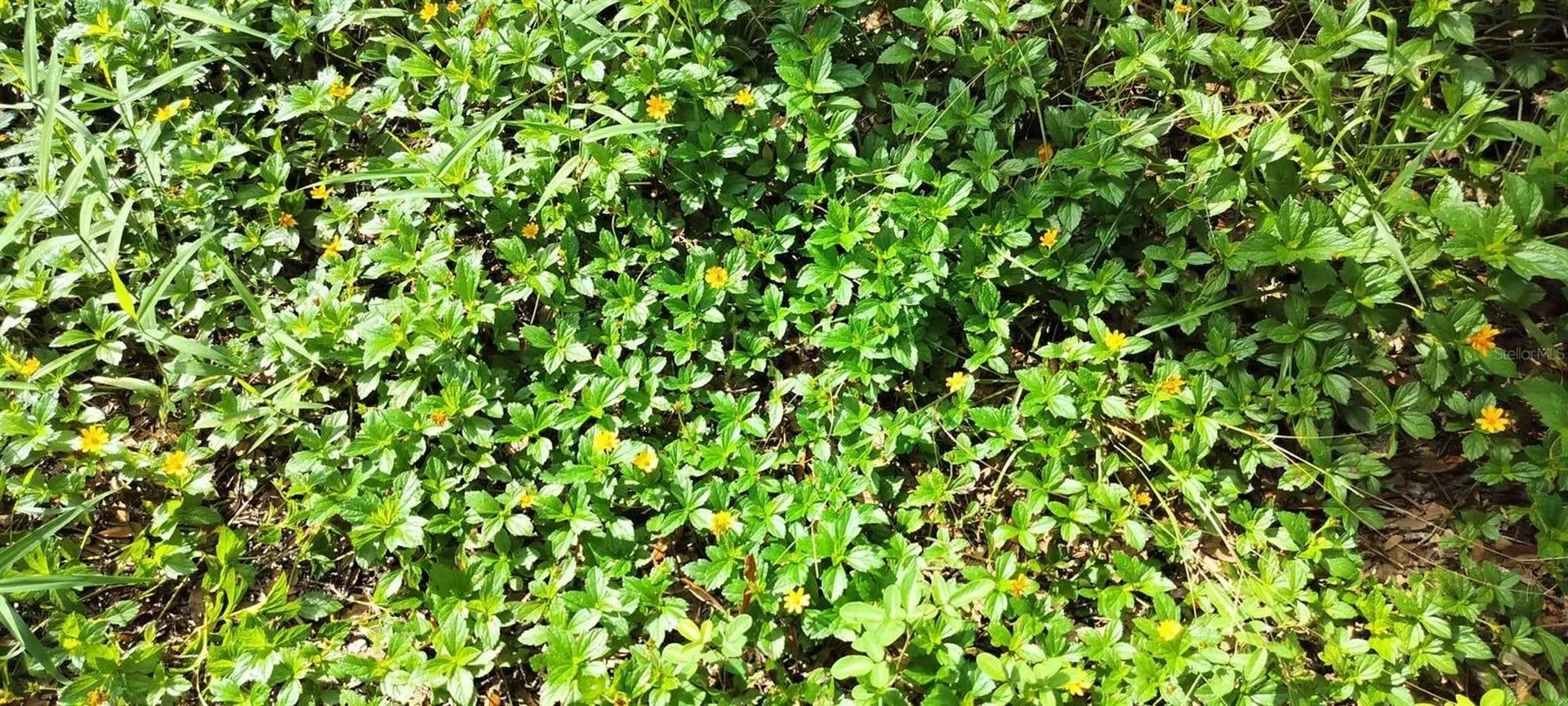 96 N Sheltering Oaks Drive Inverness FL 34453