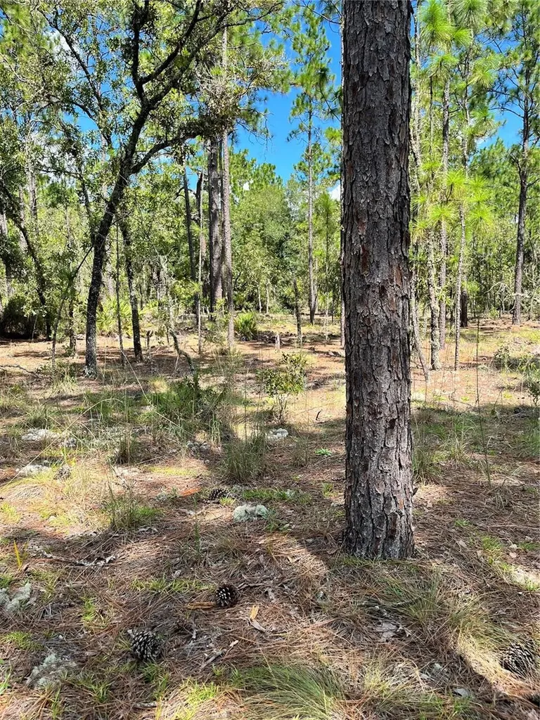 Tbd SW 156th Court Ocala FL 34481