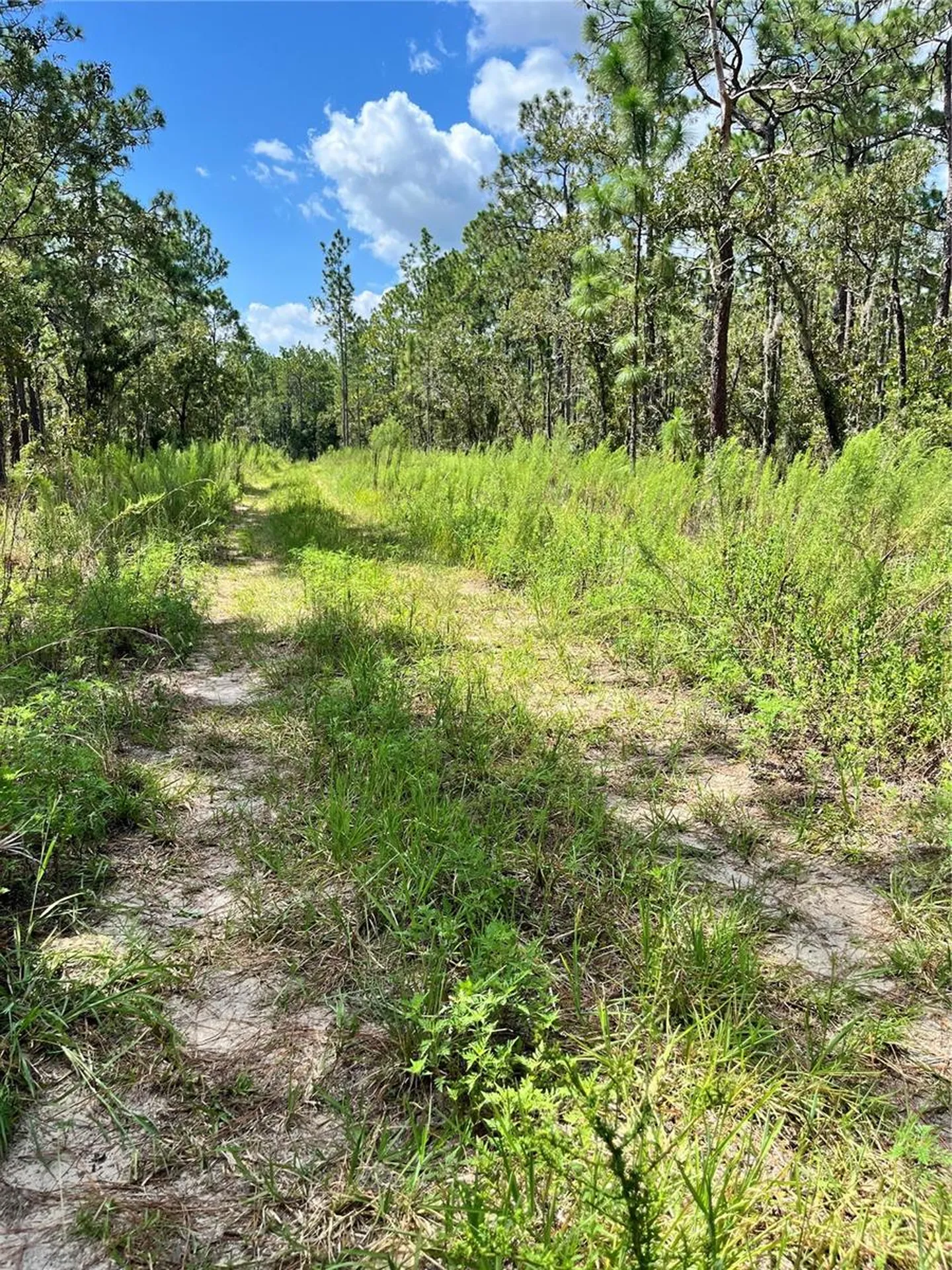 Tbd SW 156th Court Ocala FL 34481