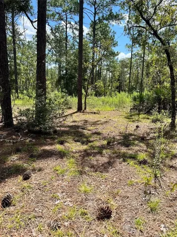 Tbd SW 156th Court Ocala FL 34481