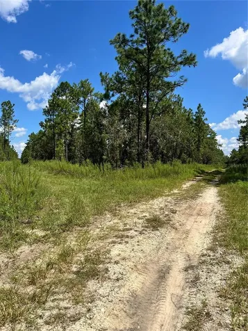 Tbd SW 156th Court Ocala FL 34481