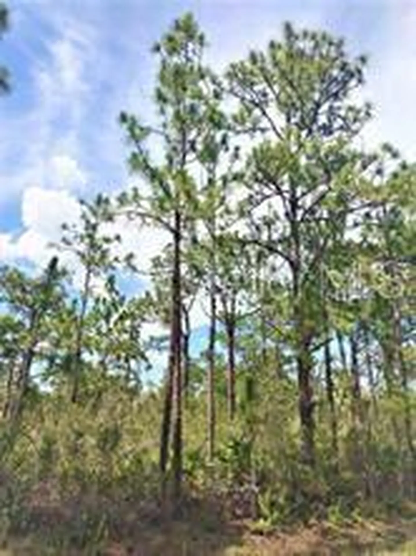 Lot 15 Ixora Drive Indian Lake Estates FL 33855