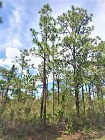 Lot 15 Ixora Drive Indian Lake Estates FL 33855