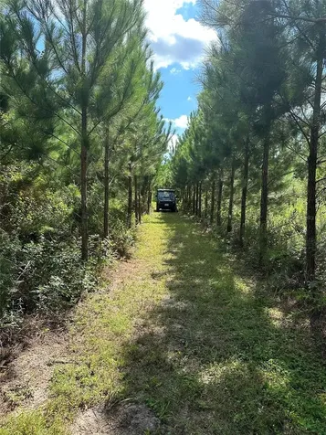Parcel B NW 160th Avenue Morriston FL 32668