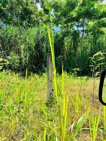 857 Carretera Carolina PR 00987