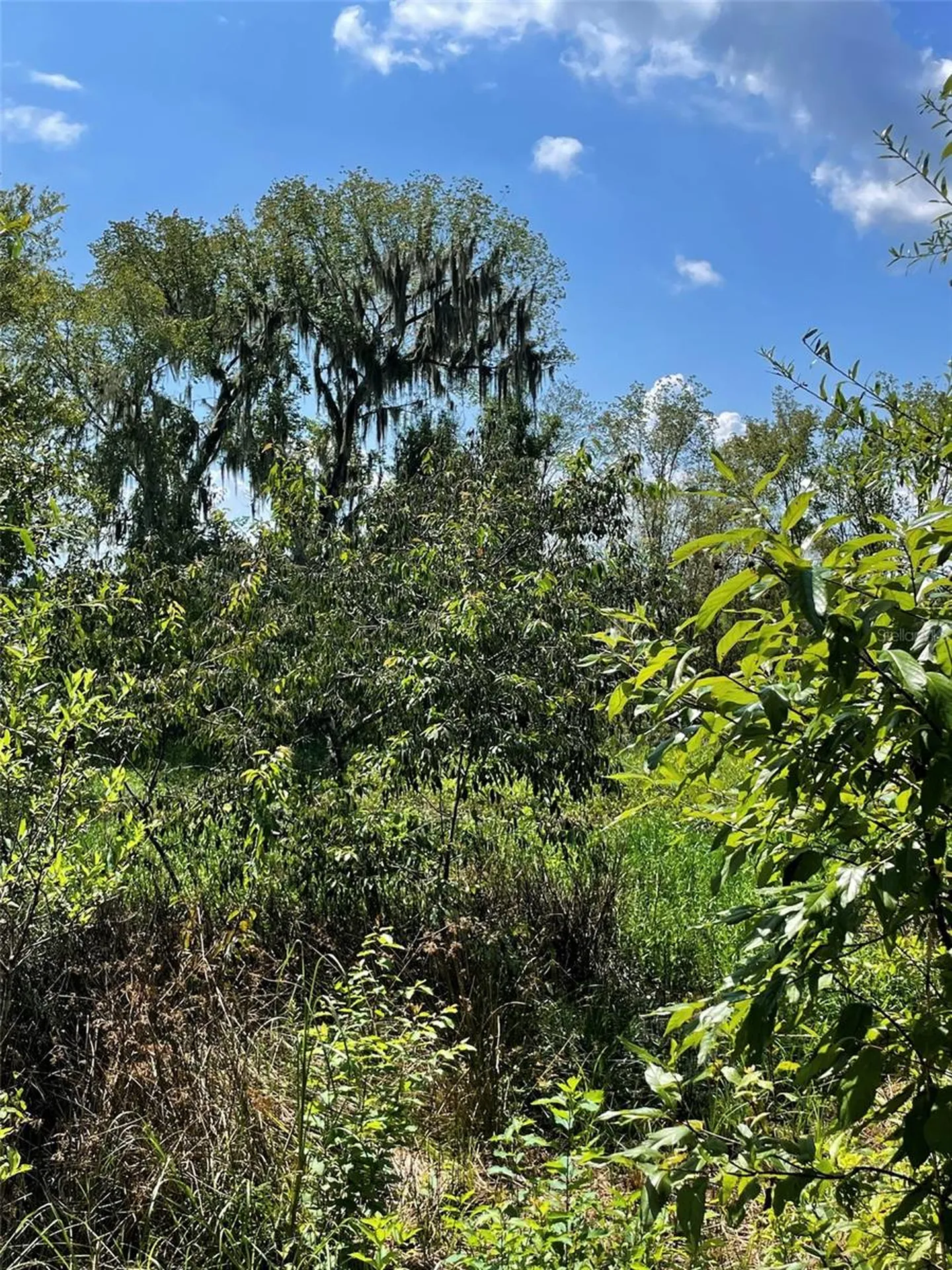 Morriston FL 32668