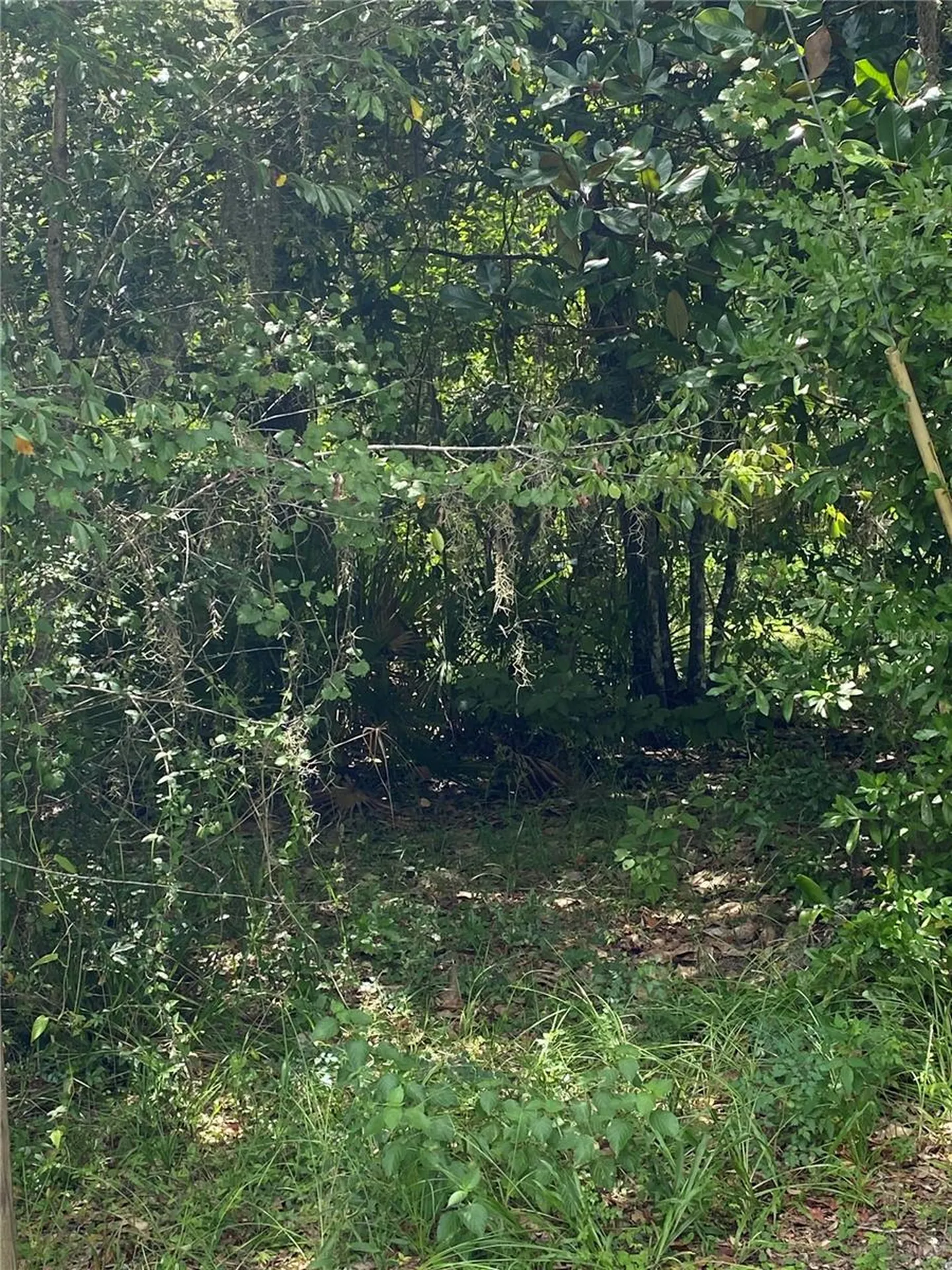 Cr 448c Lake Panasoffkee FL 33538