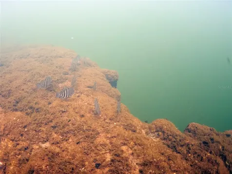 0 Marys Fish Camp Road Spring Hill FL 34607